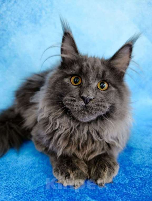 Кошки в Москве: Флинт  Мальчик, 70 000 руб. - фото 2