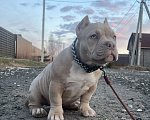 Собаки в Москве: Щенки булли Разнополые, Бесплатно - фото 3