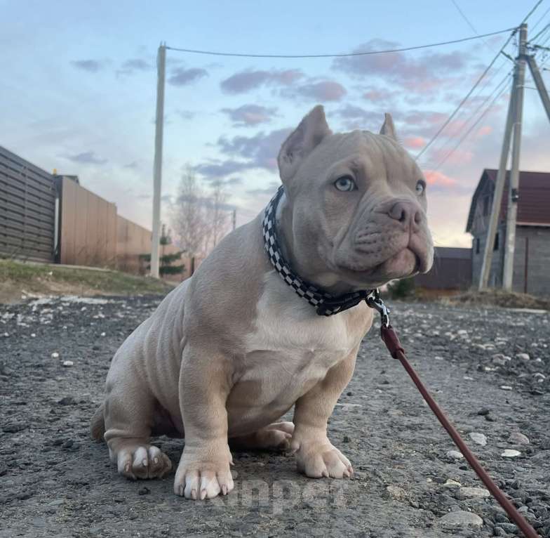 Собаки в Москве: Щенки булли Разнополые, Бесплатно - фото 3
