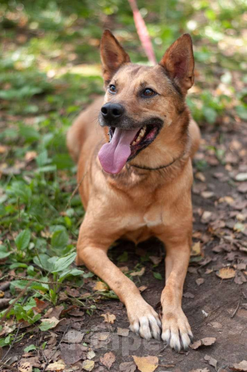 Собаки в Ногинске: Кеша - непоседливый хвост, всегда_вкусняшку_чующий нос! Мальчик, Бесплатно - фото 8