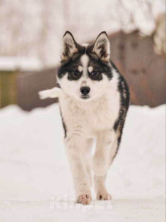 Собаки в Лосином-Петровском: Шаман якутенок Мальчик, Бесплатно - фото 6