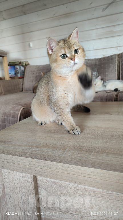 Кошки в Москве: Котик- красавчик Мальчик, Бесплатно - фото 1