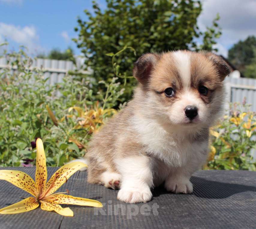 Собаки в Москве: вельш корги пемброк щенки  Девочка, 85 000 руб. - фото 3