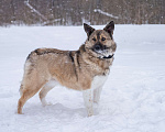 Собаки в Солнечногорске: Собака - позитив, Лёля 2 года Девочка, Бесплатно - фото 7