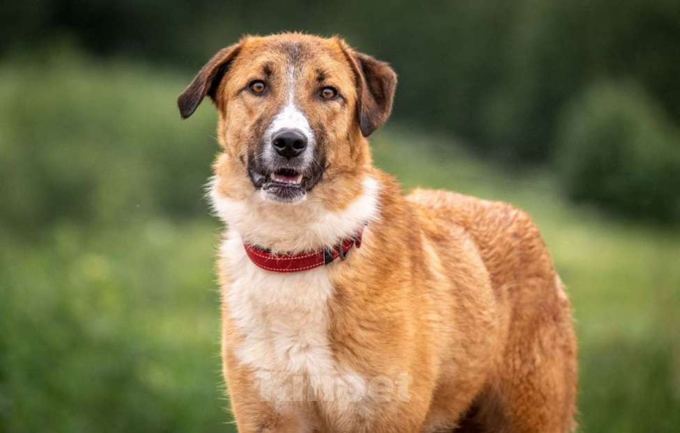 Собаки в других городах Владимирской области: Рыжая принцесса в добрые руки Девочка, Бесплатно - фото 4