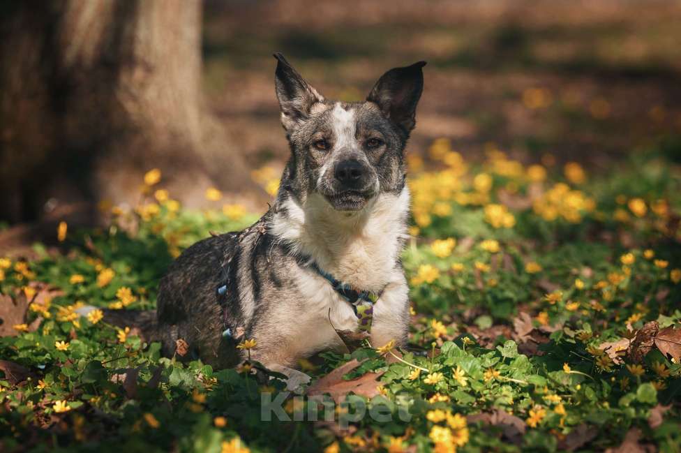 Собаки в Москве: Обаятельный и привлекательный Джаз ищет семью, которую будет бесконечно любить! Мальчик, Бесплатно - фото 8