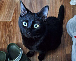 Кошки в Липецке: Чёрная как тень - Эшли) Девочка, Бесплатно - фото 6