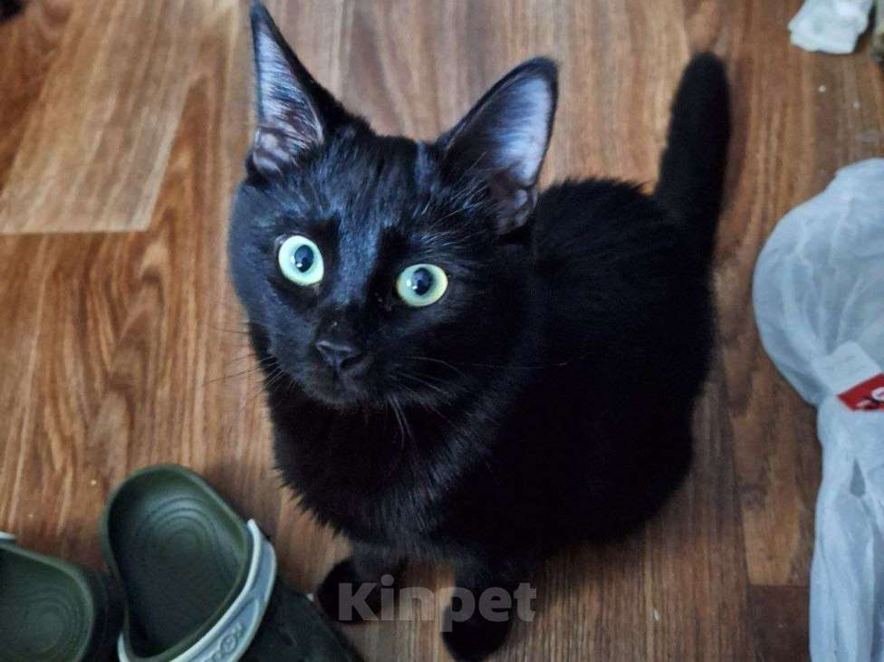 Кошки в Липецке: Чёрная как тень - Эшли) Девочка, Бесплатно - фото 6