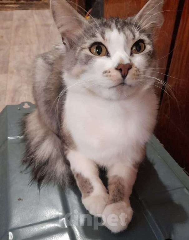 Кошки в Москве: Красивый котик Маркиз Мальчик, Бесплатно - фото 1