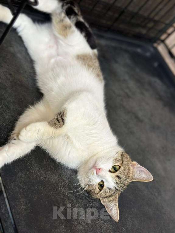 Кошки в Москве: Котенок, с которым не бывает скучно Девочка, Бесплатно - фото 4