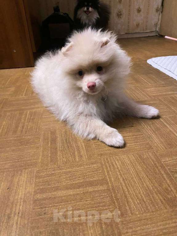 Собаки в Москве: Щенок немецкого шпица Мальчик, 19 000 руб. - фото 6