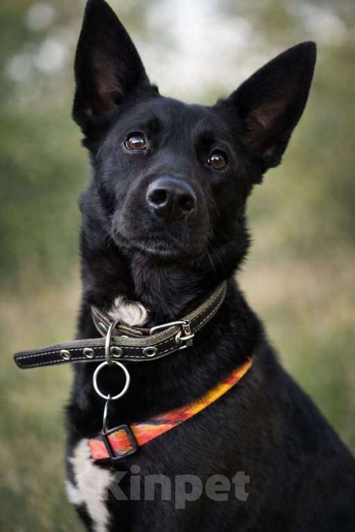 Собаки в Москве: Белка ищет дом Девочка, Бесплатно - фото 2