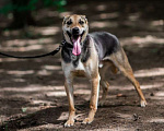 Собаки в Москве: Идеальный пес Эрик ищет свою семью! Мальчик, Бесплатно - фото 2