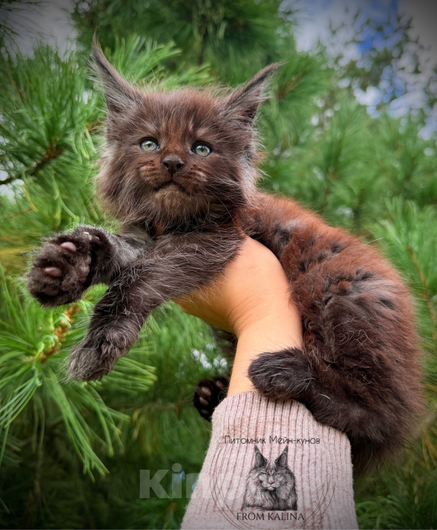 Кошки в Санкт-Петербурге: Котик черный дым Мальчик, 65 000 руб. - фото 1