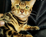 Кошки в Хабаровске: Бенгальский котенок. Профессиональный Питомник. Девочка, Бесплатно - фото 2