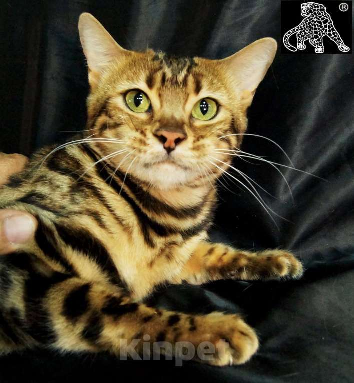 Кошки в Хабаровске: Бенгальский котенок. Профессиональный Питомник. Девочка, Бесплатно - фото 2