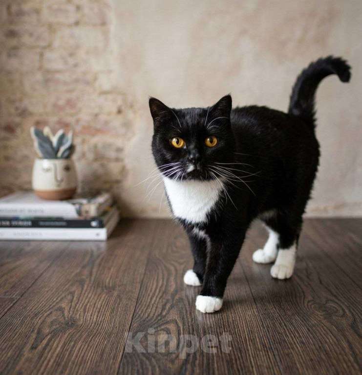 Кошки в Москве: Ищет дом настоящая кошачья принцесса — Ася! Девочка, Бесплатно - фото 2