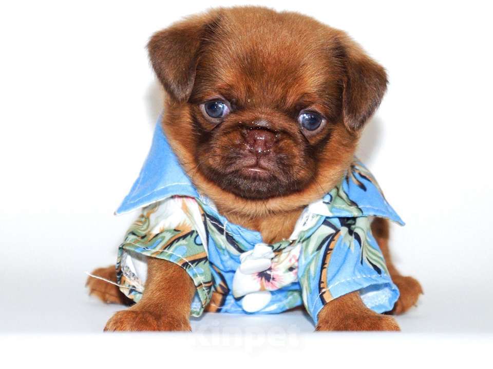 Собаки в Раменском: Пти-брабансон, мальчики Мальчик, 70 000 руб. - фото 3