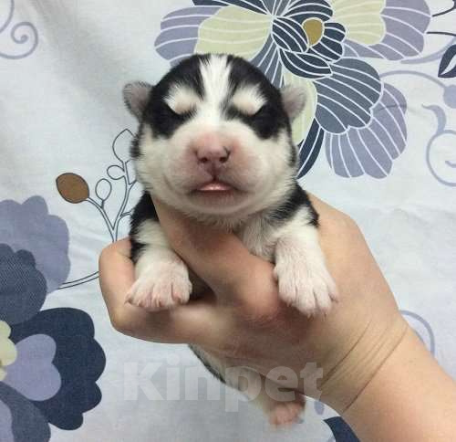 Собаки в Соколе: Хаски Щенки Разных окрасов Разнополые, Бесплатно - фото 1