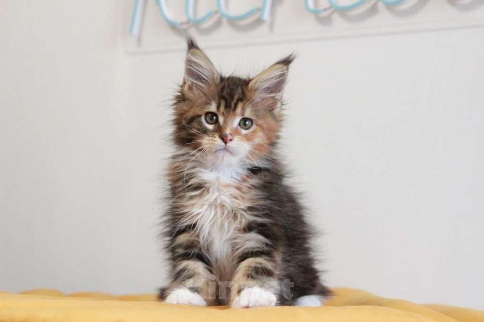 Кошки в Екатеринбурге: У всех хорошие, а у нас - лучшие! Alika Девочка, 25 000 руб. - фото 2