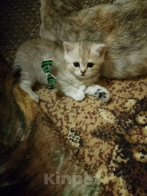 Кошки в Верхнем Тагиле: Девочка, родилась 5 июня Девочка, 2 000 руб. - фото 2