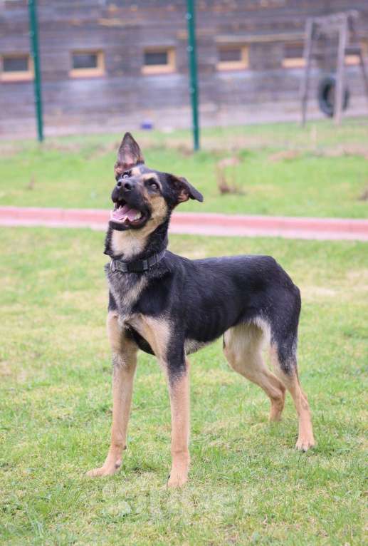 Собаки в Москве: Никки нужен дом  Девочка, Бесплатно - фото 3