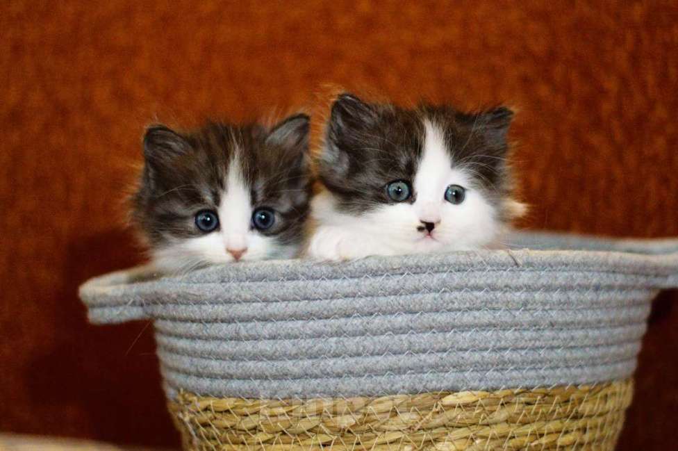 Кошки в Санкт-Петербурге: сибирские котята из питомника Мальчик, 30 000 руб. - фото 2