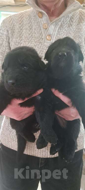 Собаки в Москве: Немка Девочка, 45 000 руб. - фото 3