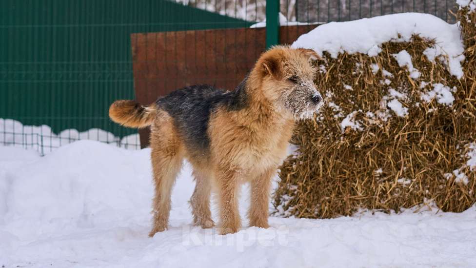 Собаки в Москве: Флинт в добрые руки Мальчик, Бесплатно - фото 3