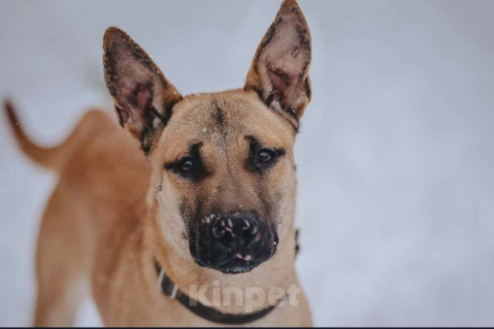 Собаки в других городах Московской области: Пес Веня ищет дом! Мальчик, Бесплатно - фото 1