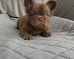 Собаки в Санкт-Петербурге: Девочка д/ш фр. Бульдог Мальчик, 60 000 руб. - фото 4