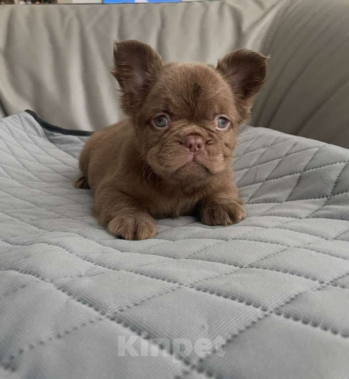 Собаки в Санкт-Петербурге: Девочка д/ш фр. Бульдог Мальчик, 60 000 руб. - фото 4