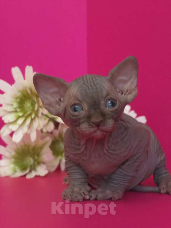 Кошки в Москве: Два мальчика сфинкс черный и шоколадный Мальчик, 20 000 руб. - фото 4