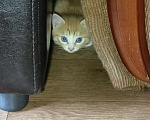 Кошки в Нижнекамске: Подарю котят в добрые руки Мальчик, Бесплатно - фото 4