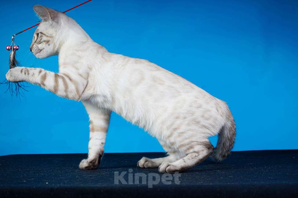 Кошки в Москве: Бенгальский котенок  Мальчик, 50 000 руб. - фото 6