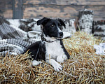 Собаки в Москве: Небольшая красотка Дора окраса «черный дым» в дар Девочка, Бесплатно - фото 2