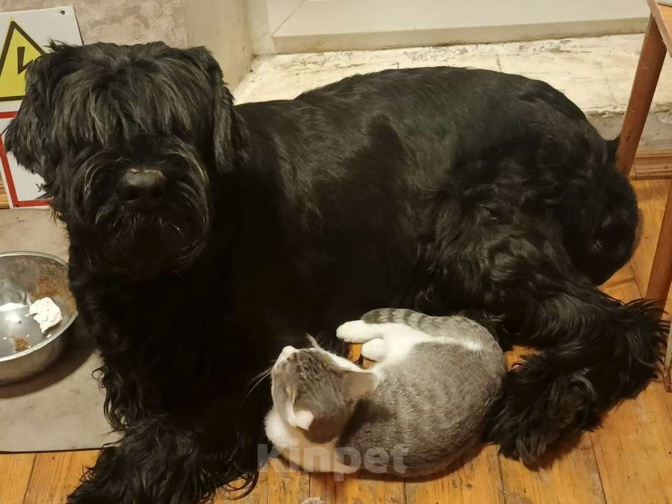 Кошки в других городах Московской области: Придурковатая куколка Девочка, Бесплатно - фото 2