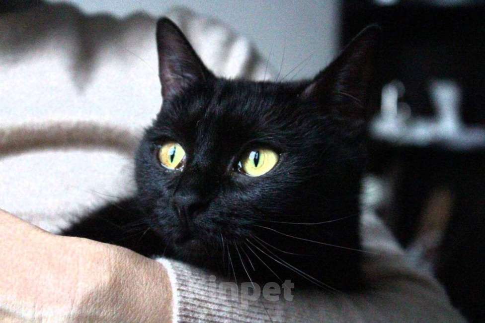 Кошки в Москве: Багира ищет дом! Девочка, Бесплатно - фото 5