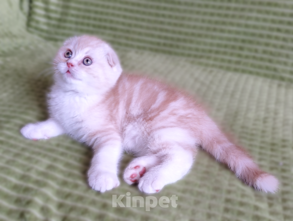 Кошки в Москве: Рыжий мраморный добрый  Мальчик, 30 000 руб. - фото 1