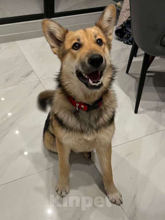 Собаки в Москве: Найдена собака, девочка, в САО, Москва Девочка, Бесплатно - фото 3