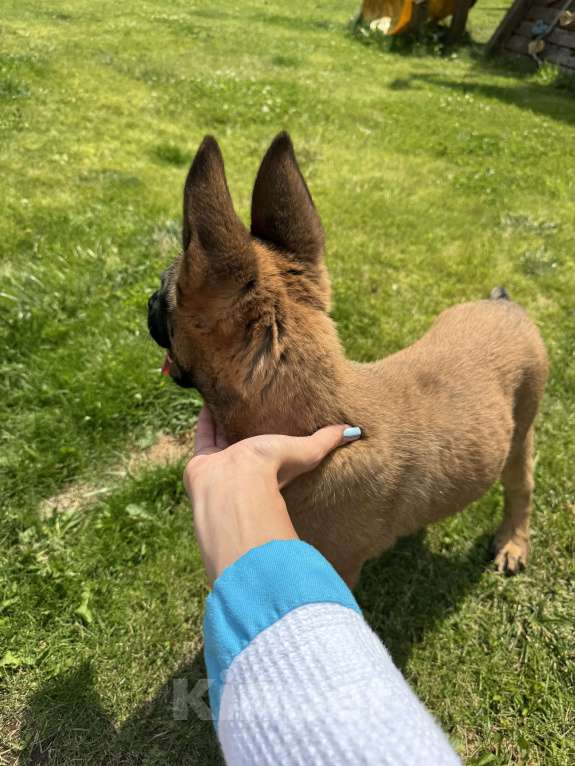 Собаки в Москве: Джесс Девочка, 25 000 руб. - фото 9