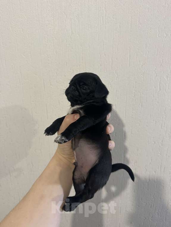 Собаки в Екатеринбурге: Мопс мальчик черный Мальчик, 50 000 руб. - фото 3