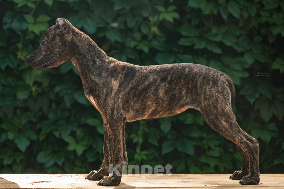 Собаки в Москве: Американский питбультерьер, щенок Девочка, 40 000 руб. - фото 2