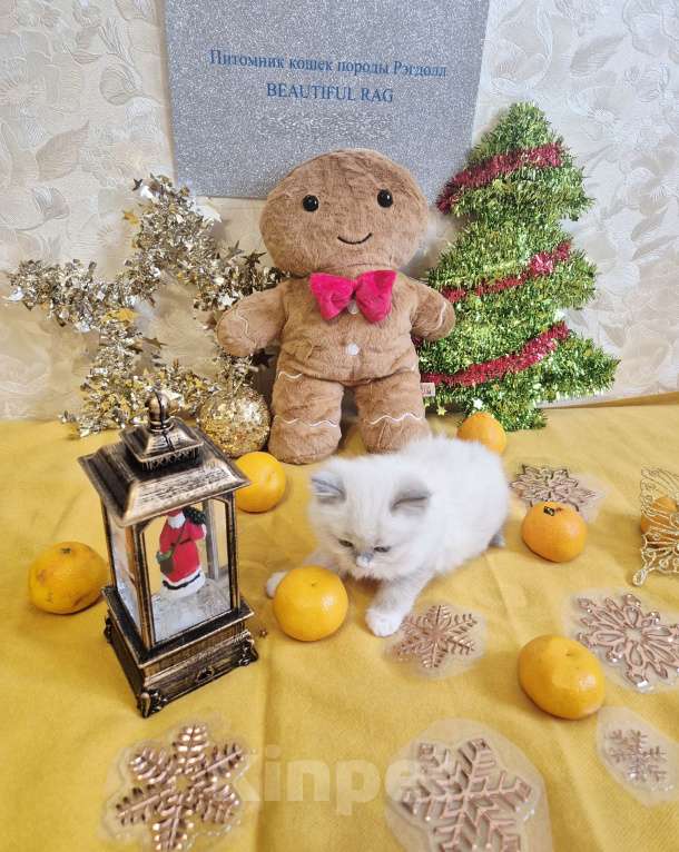 Кошки в Москве: Милейшая девочка Рэгдолл  Девочка, 85 000 руб. - фото 3