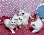 Кошки в Москве: Малышки Ragdoll Девочка, 35 000 руб. - фото 3