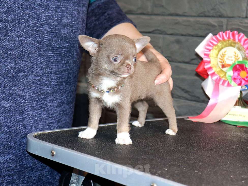 Собаки в Москве: Лиловая красотка чихуахуа Девочка, 100 000 руб. - фото 4