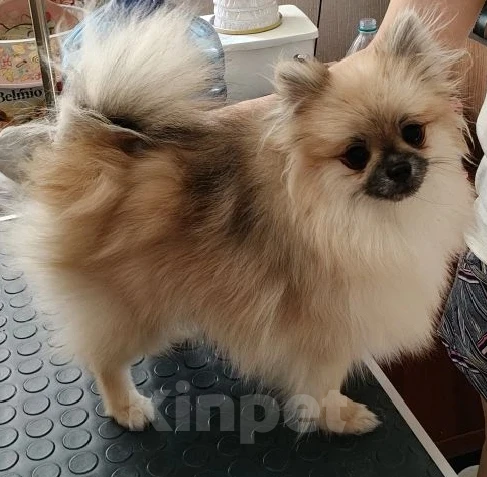 Собаки в Воскресенске: Щенок шпица Девочка, 25 000 руб. - фото 1