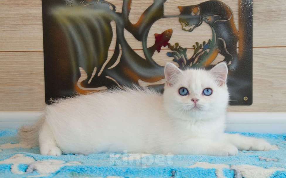 Кошки в Рыбинске: Британская голубоглазый мальчик 3 мес Мальчик, 25 000 руб. - фото 4