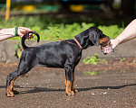 Собаки в Зеленограде: Доберман, натуральная сука 2 мес  Девочка, 100 000 руб. - фото 2