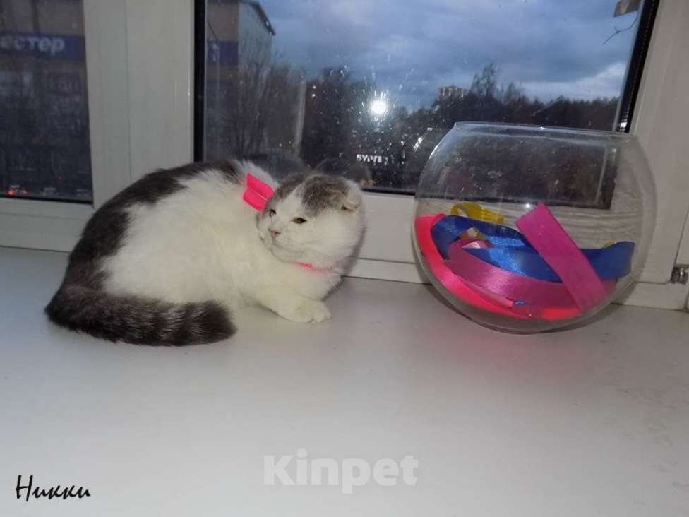 Кошки в Москве: Шотландская вислоухая девочка Девочка, 20 000 руб. - фото 2